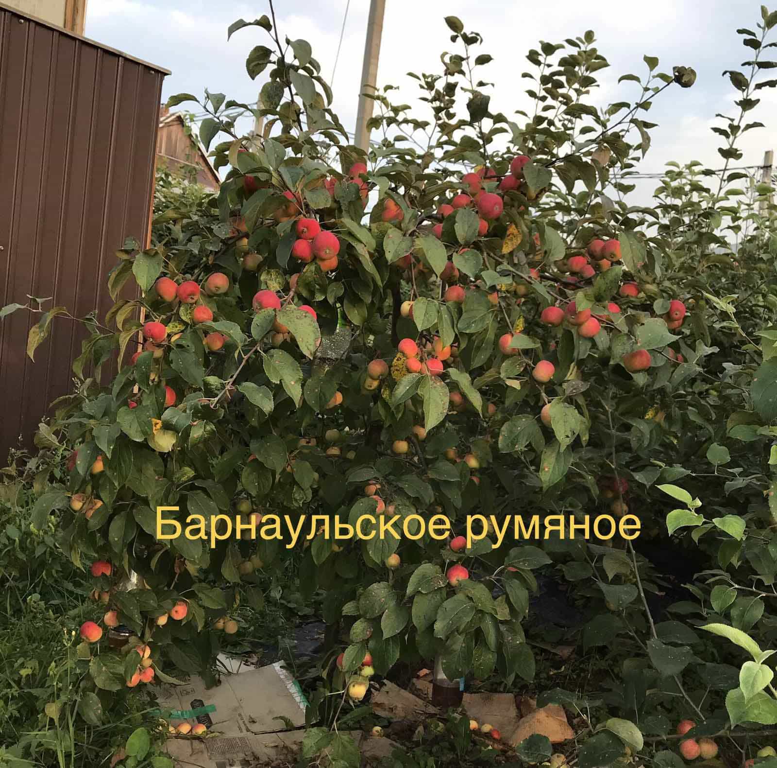 Плоды