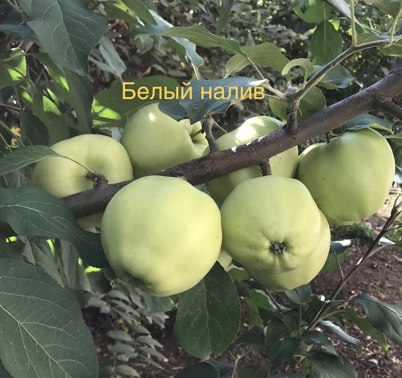Яблоня сорт Белый налив