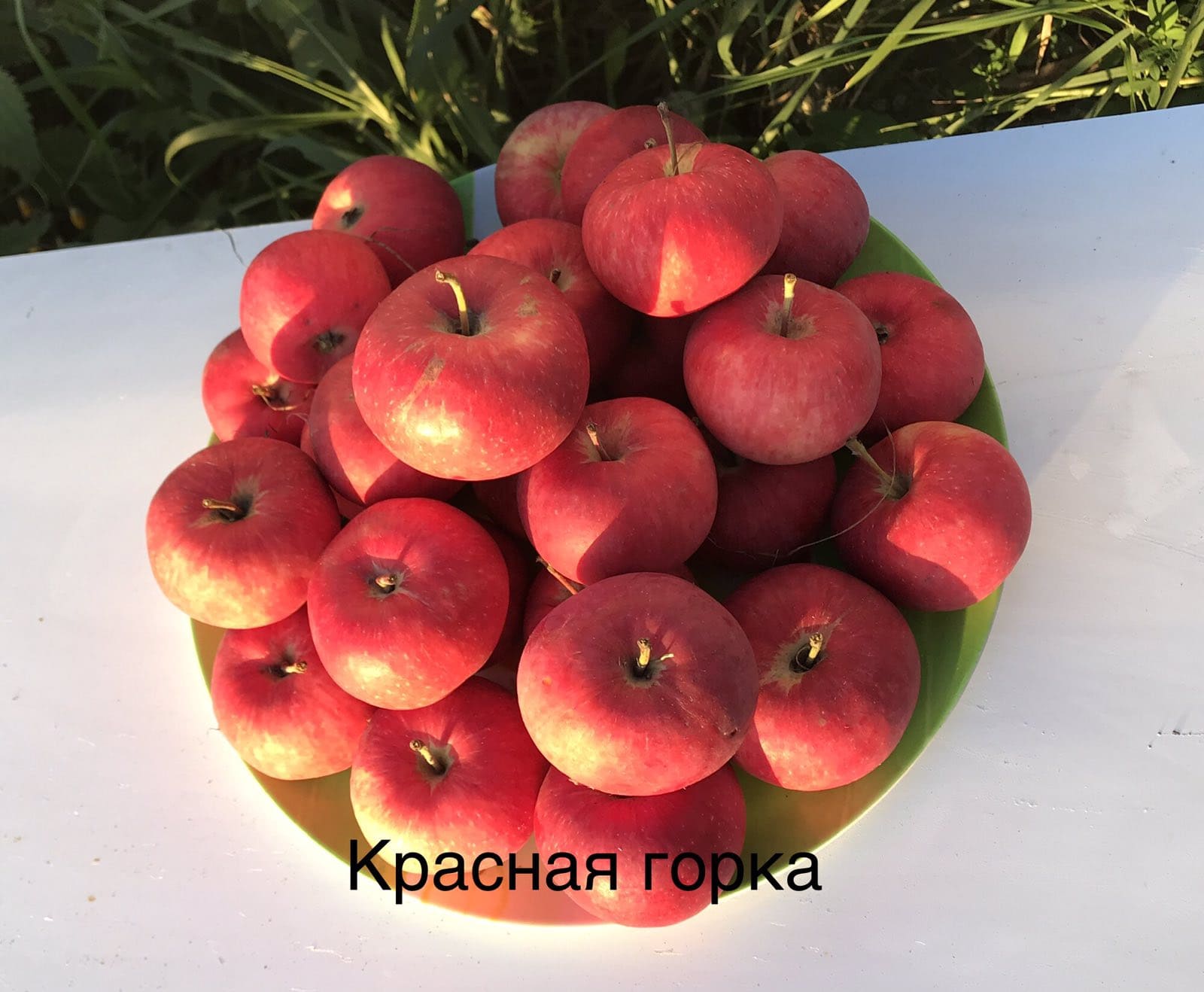 Яблоня сорт Красная горка