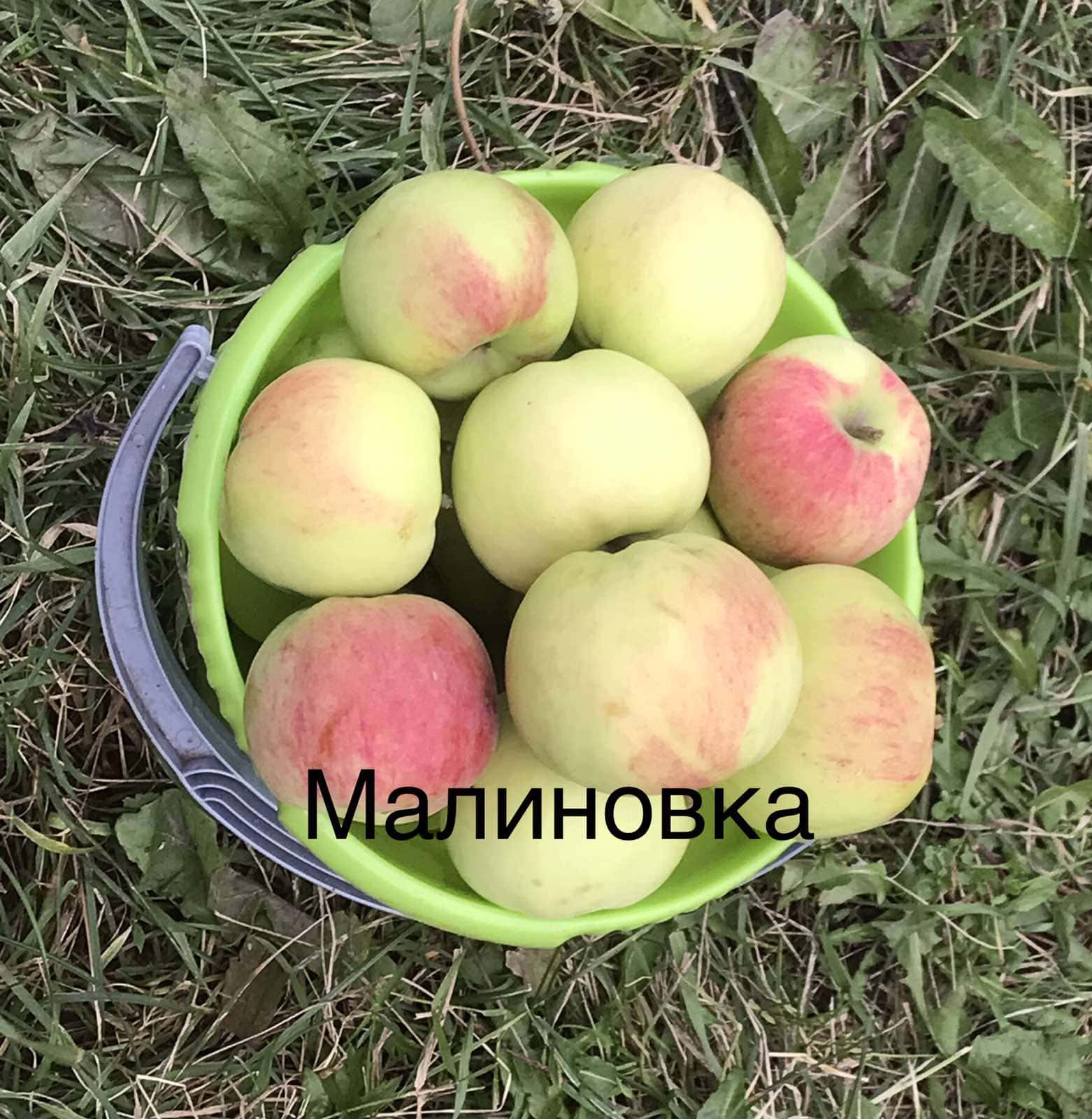 Яблоня сорт Малиновка