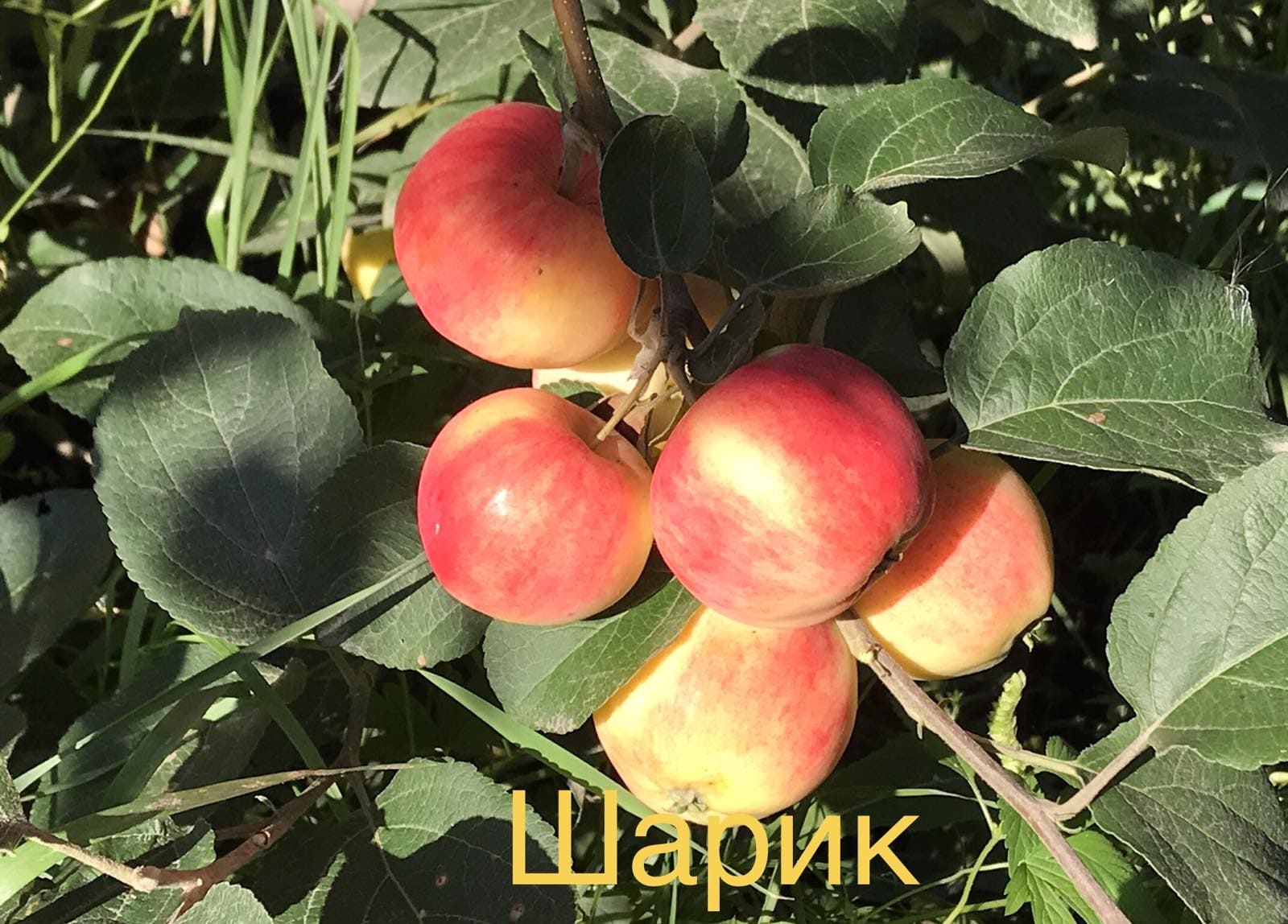 Яблоня сорт Шарик