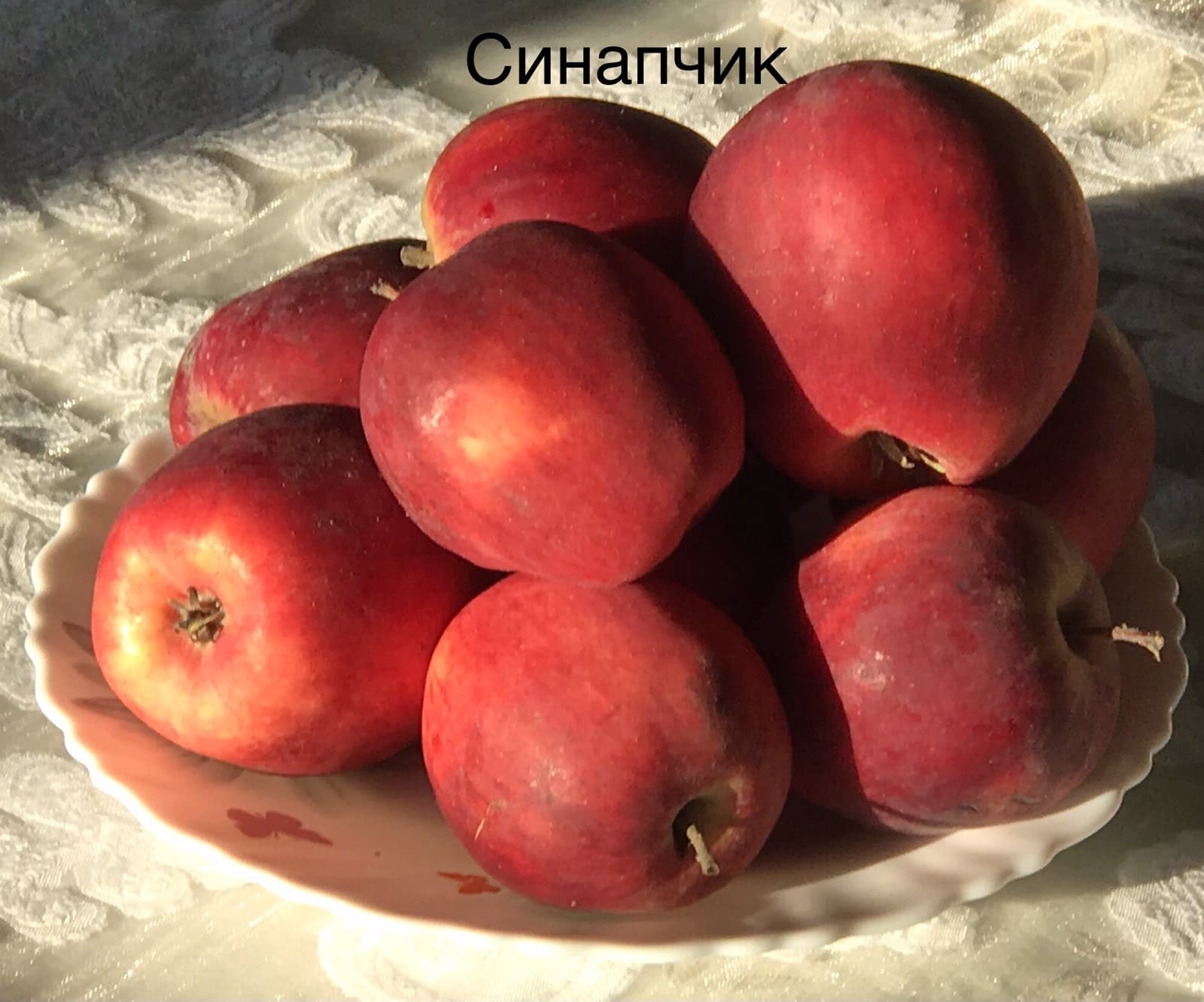 Яблоня сорт Синапчик