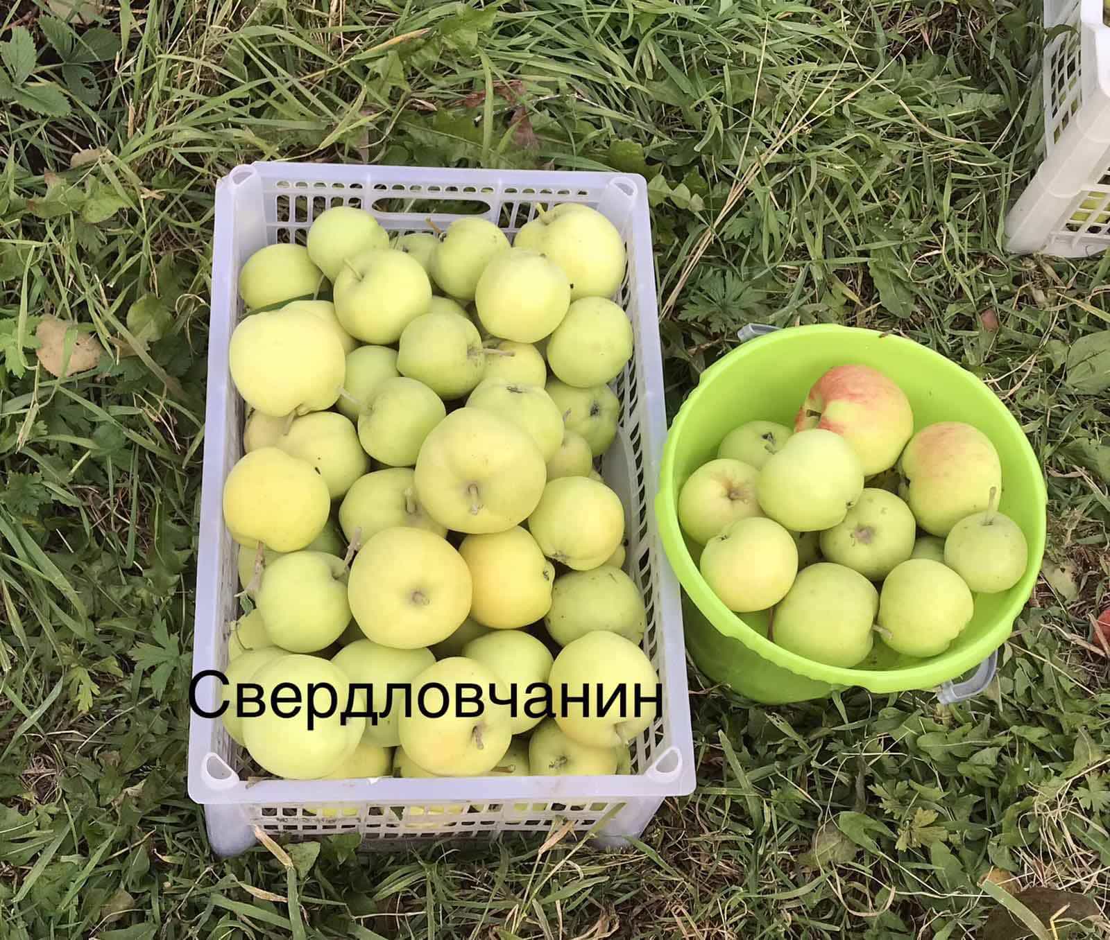 Яблоня сорт Свердловчанин