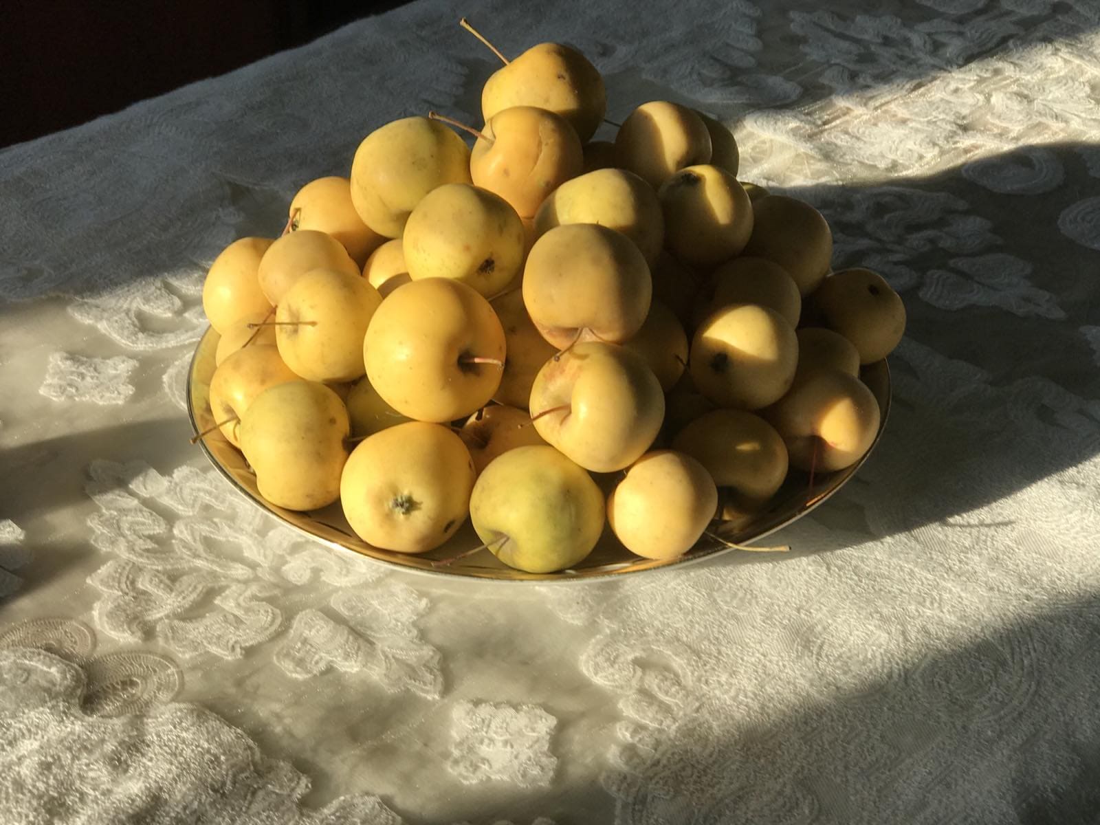 Яблоня сорт Уральское наливное